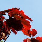 der herbst der malt die blätter an