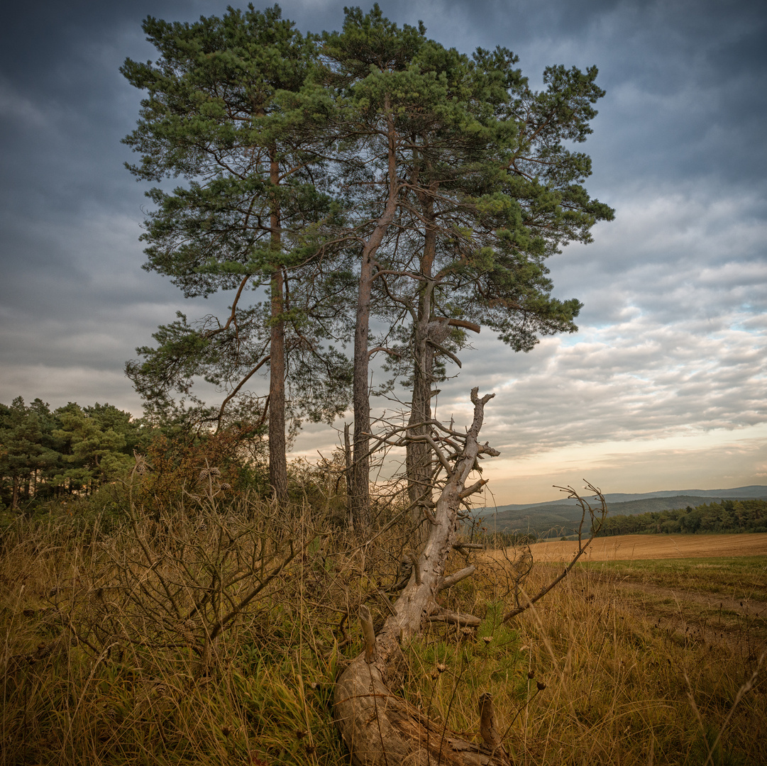 Der Herbst des Jahres II