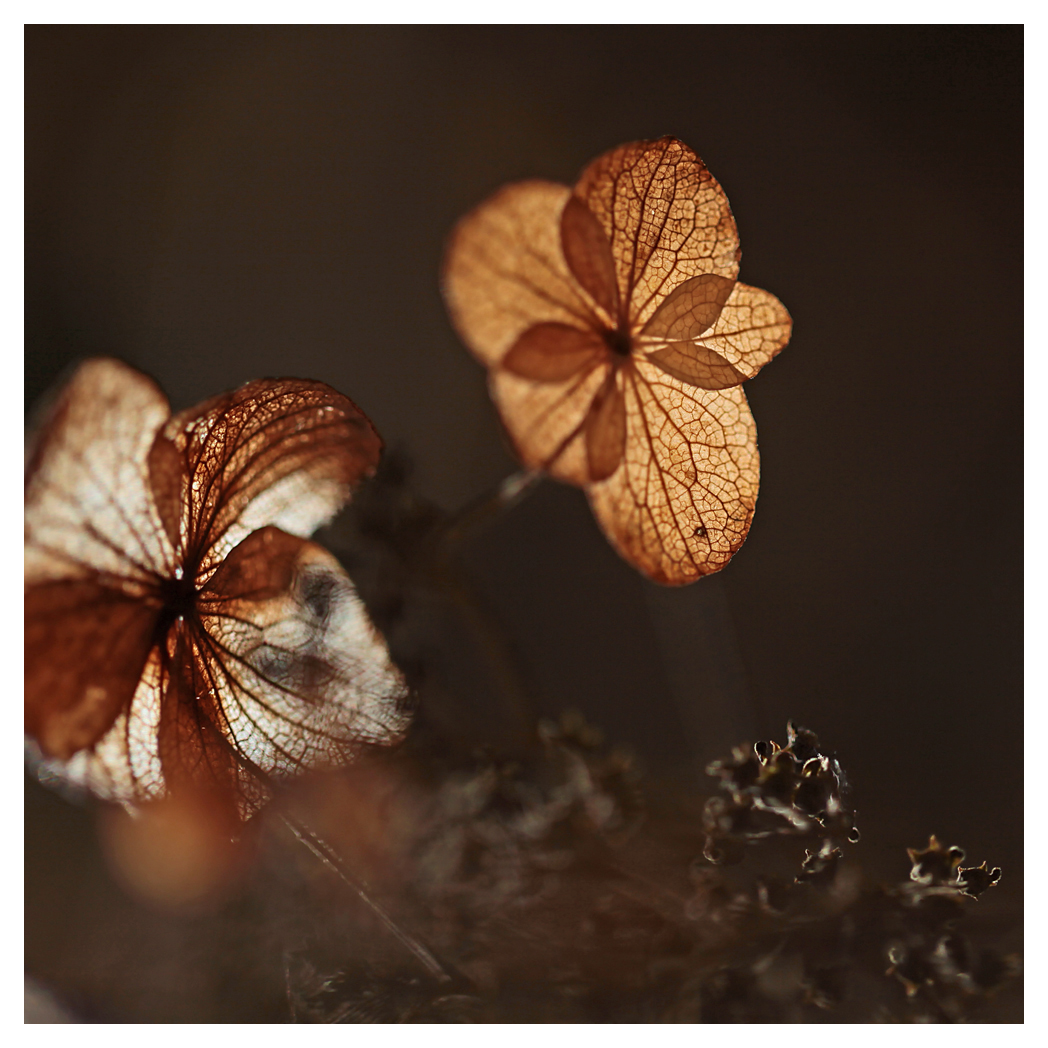 der Herbst des Lebens...