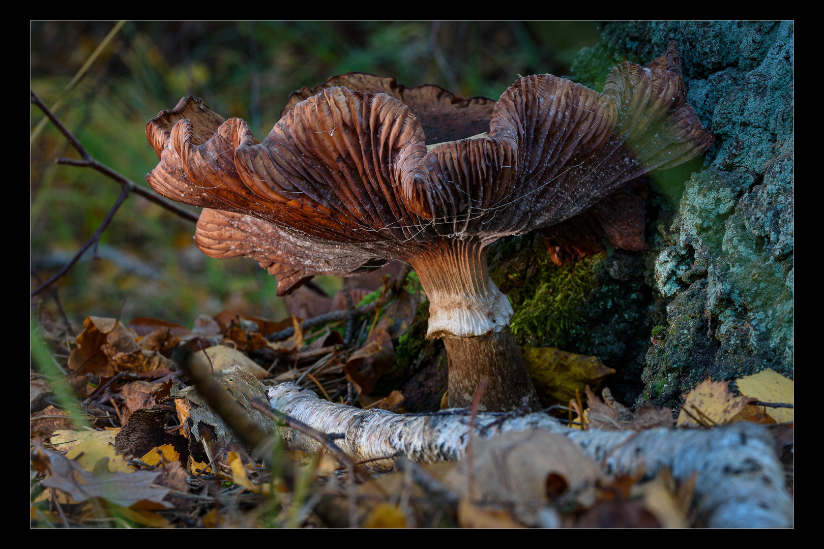 Der Herbst des Lebens