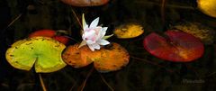 Der Herbst des Lotus
