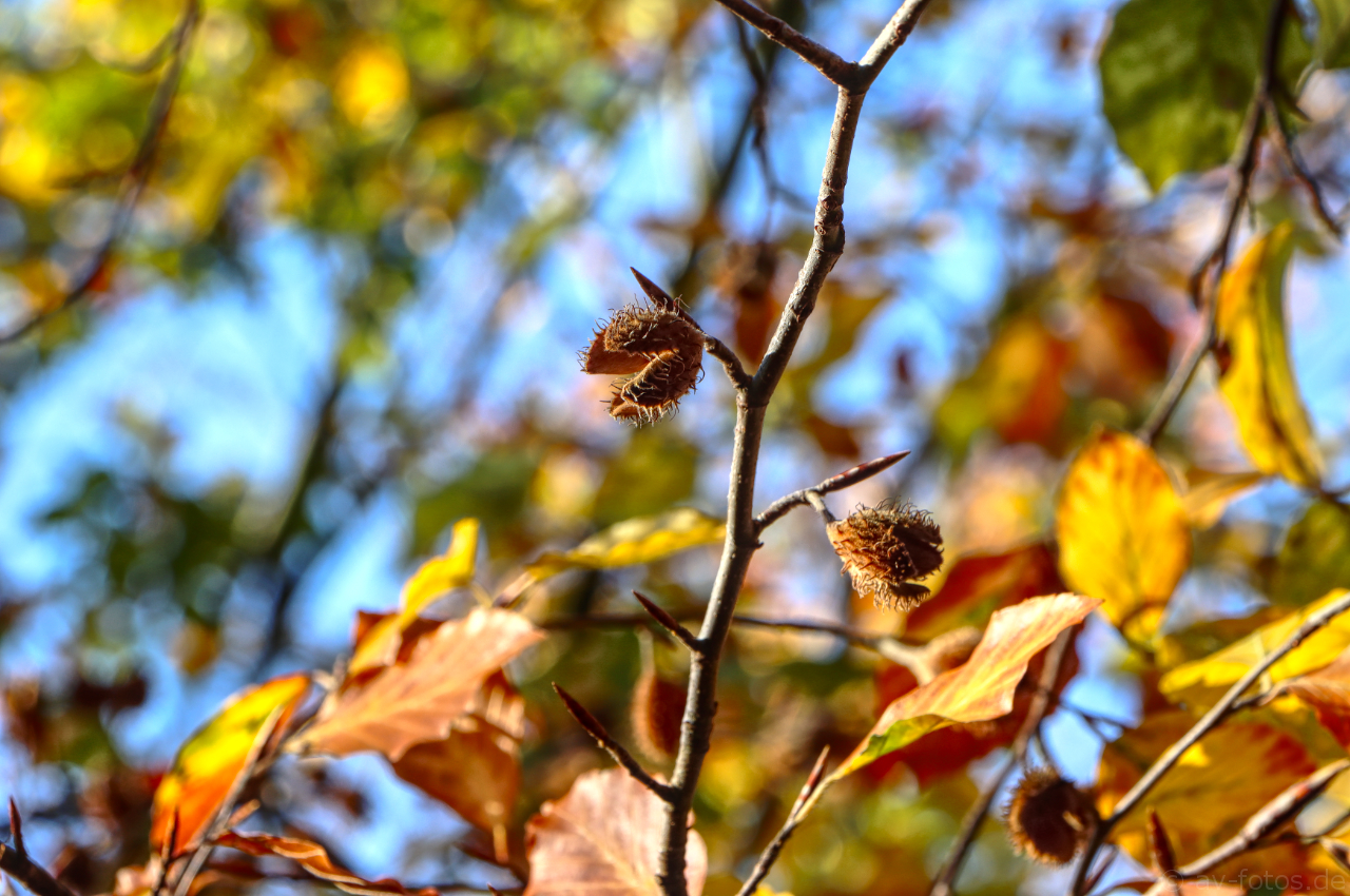 Der Herbst