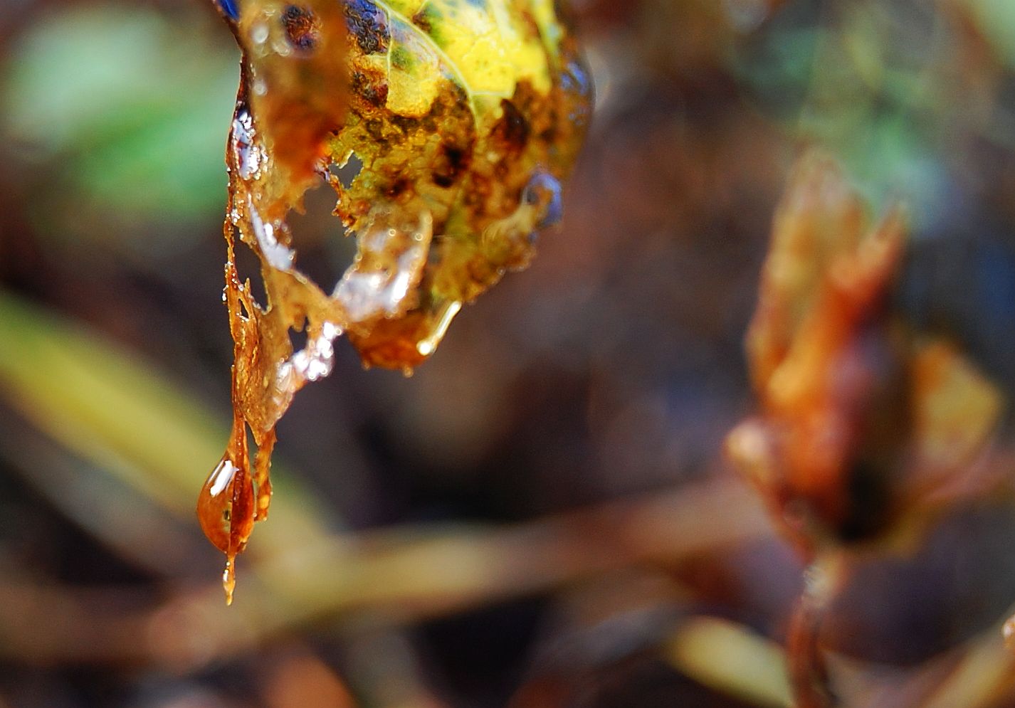 der Herbst, ein bunter Gesell´