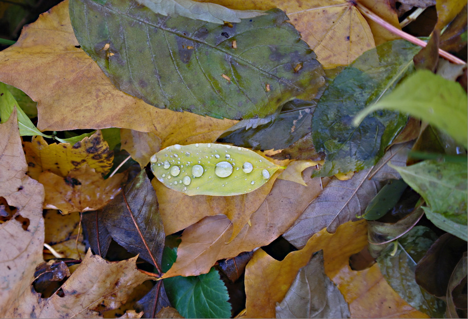 Der Herbst - ein großer Meister........