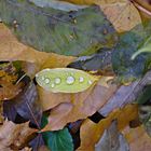 Der Herbst - ein großer Meister........