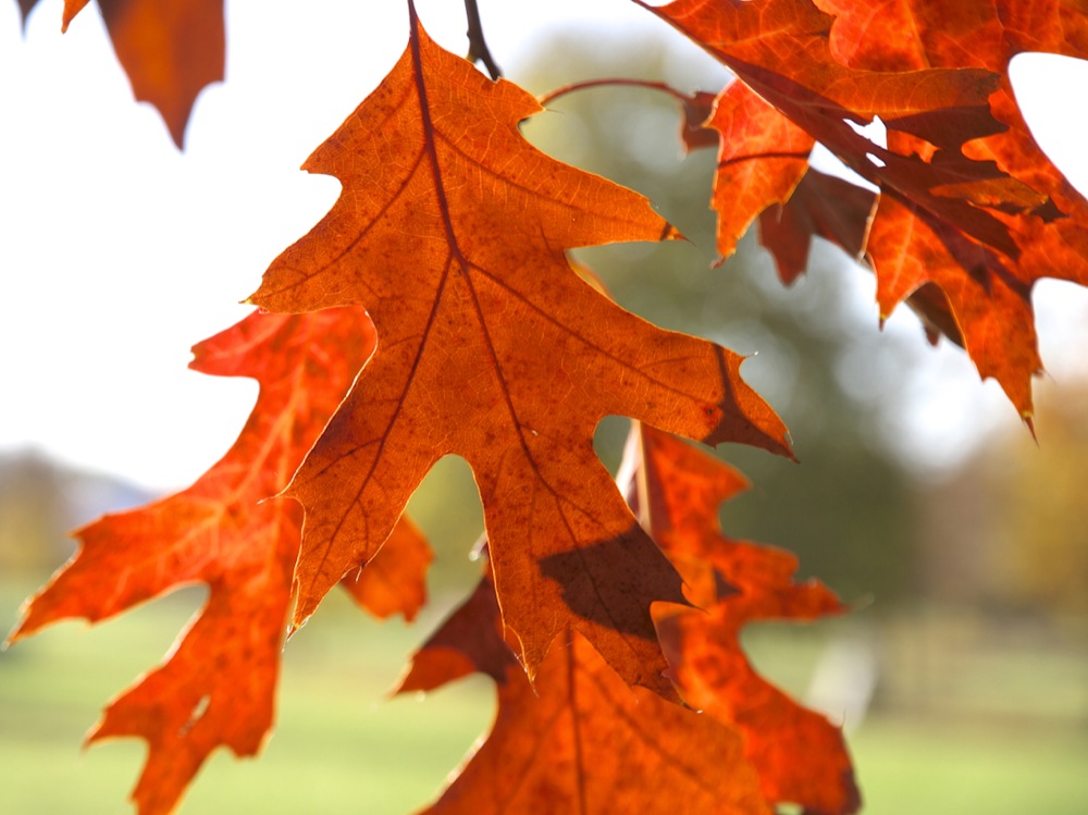 Der Herbst-er malt so schön . . .