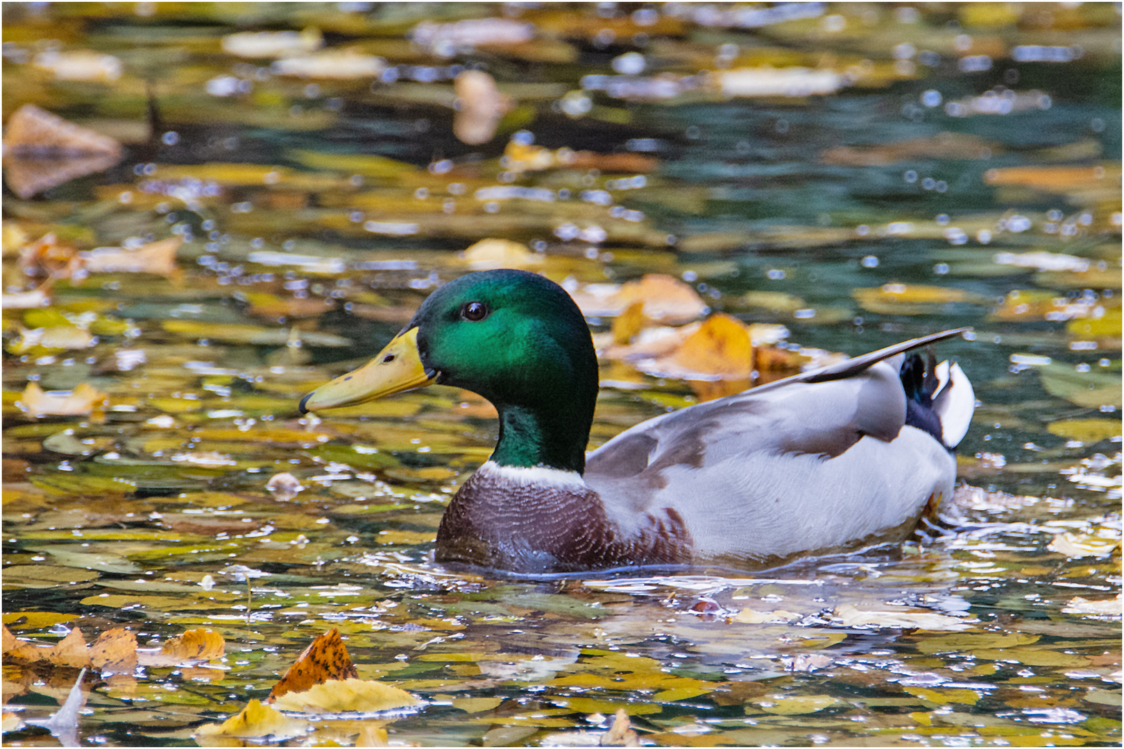 Der "Herbst-Erpel" . . .