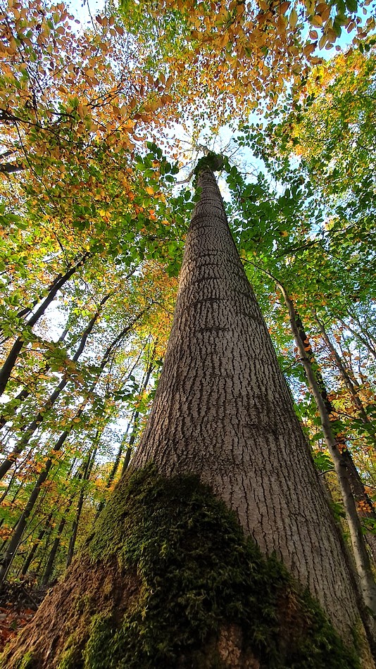 Der Herbst erreicht seinen Höhepunkt.