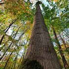 Der Herbst erreicht seinen Höhepunkt.