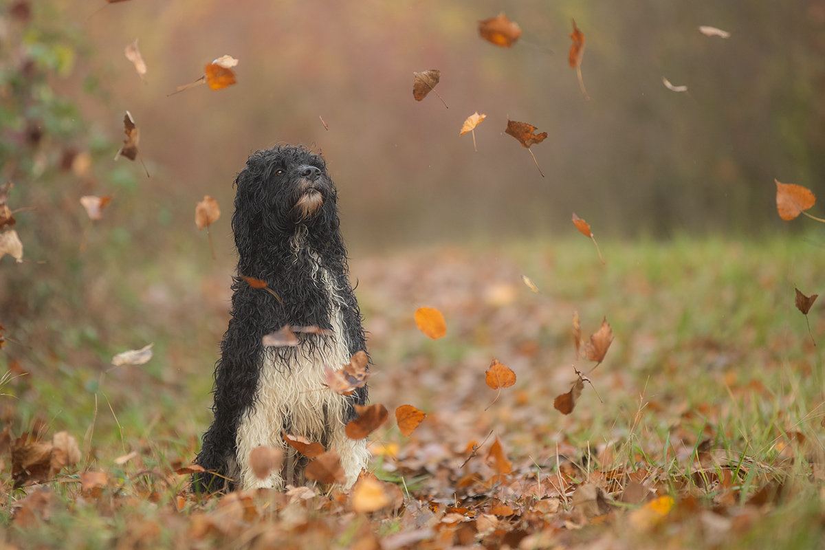 Der Herbst erschlägt mich!