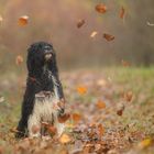 Der Herbst erschlägt mich!