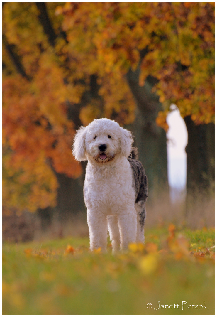 Der Herbst...