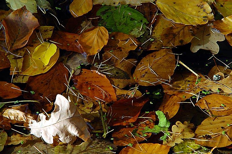 Der Herbst fällt ins Wasser