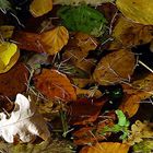 Der Herbst fällt ins Wasser