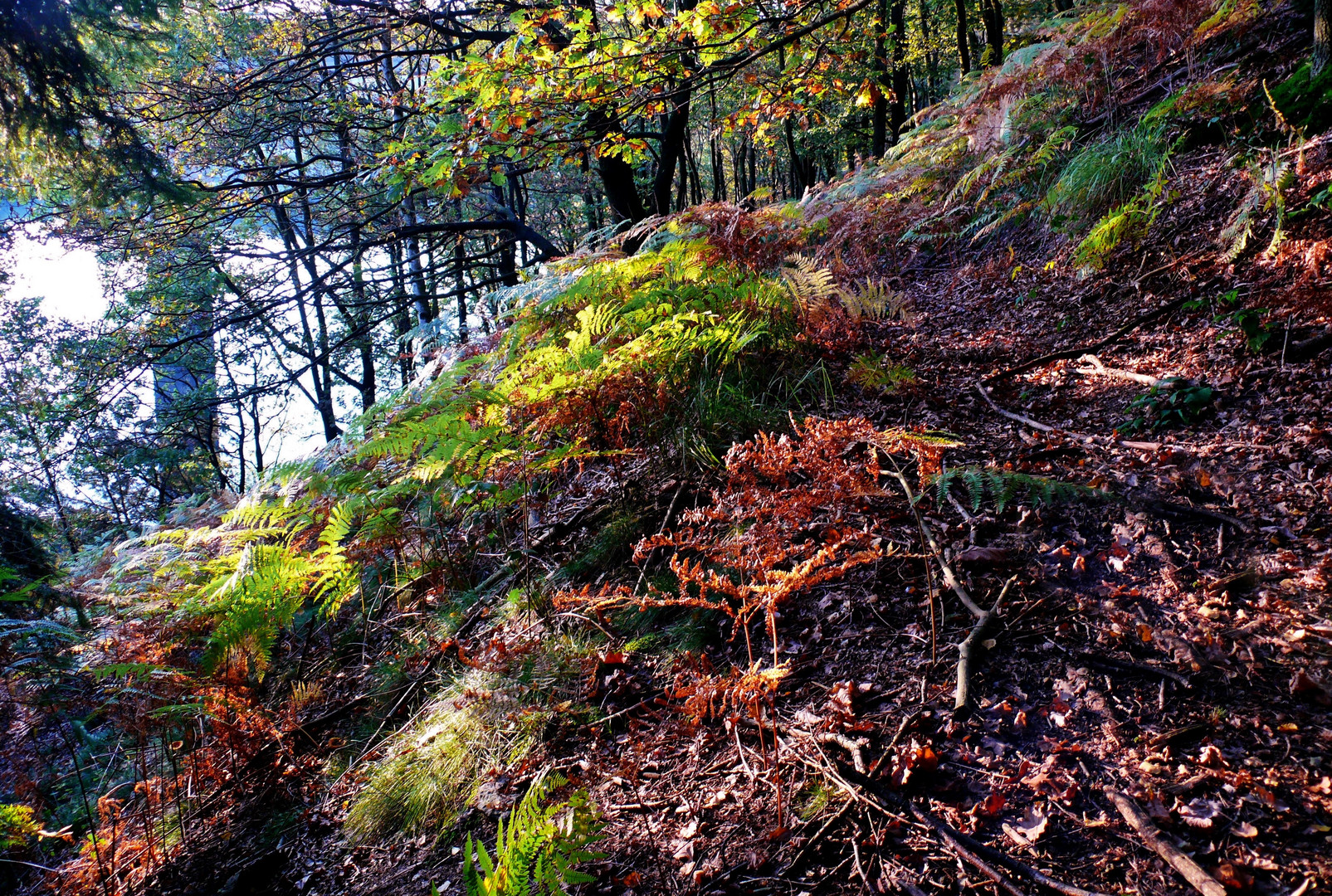 Der Herbst fängt langsam an bunt zu werden