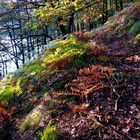 Der Herbst fängt langsam an bunt zu werden