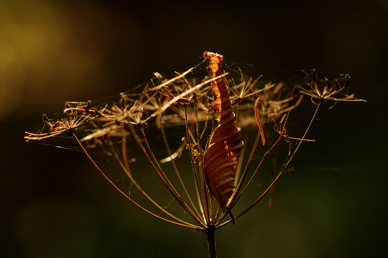 Der Herbst...