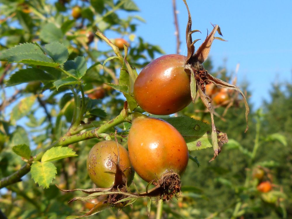 Der Herbst