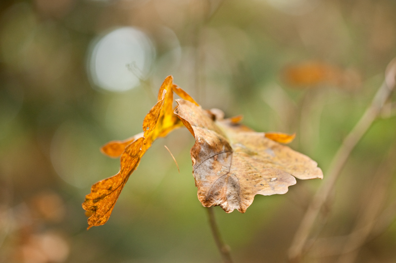 Der Herbst fliegt davon