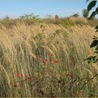 Der Herbst - ganz bescheiden am Wegerand...