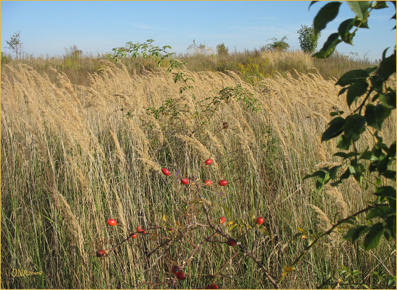 Der Herbst - ganz bescheiden am Wegerand...