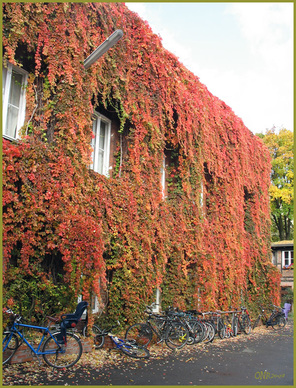 Der Herbst - ganz üppig; ein Bürohaus in Berlin - Kreuzberg