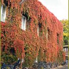 Der Herbst - ganz üppig; ein Bürohaus in Berlin - Kreuzberg