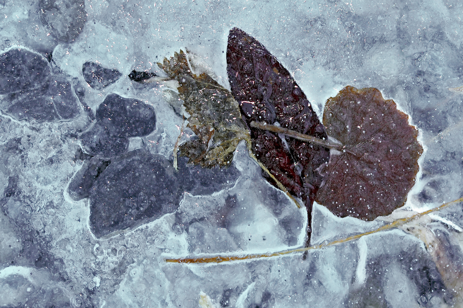 Der Herbst, gefangen im Eis!  -  L'automne prise dans la glace!