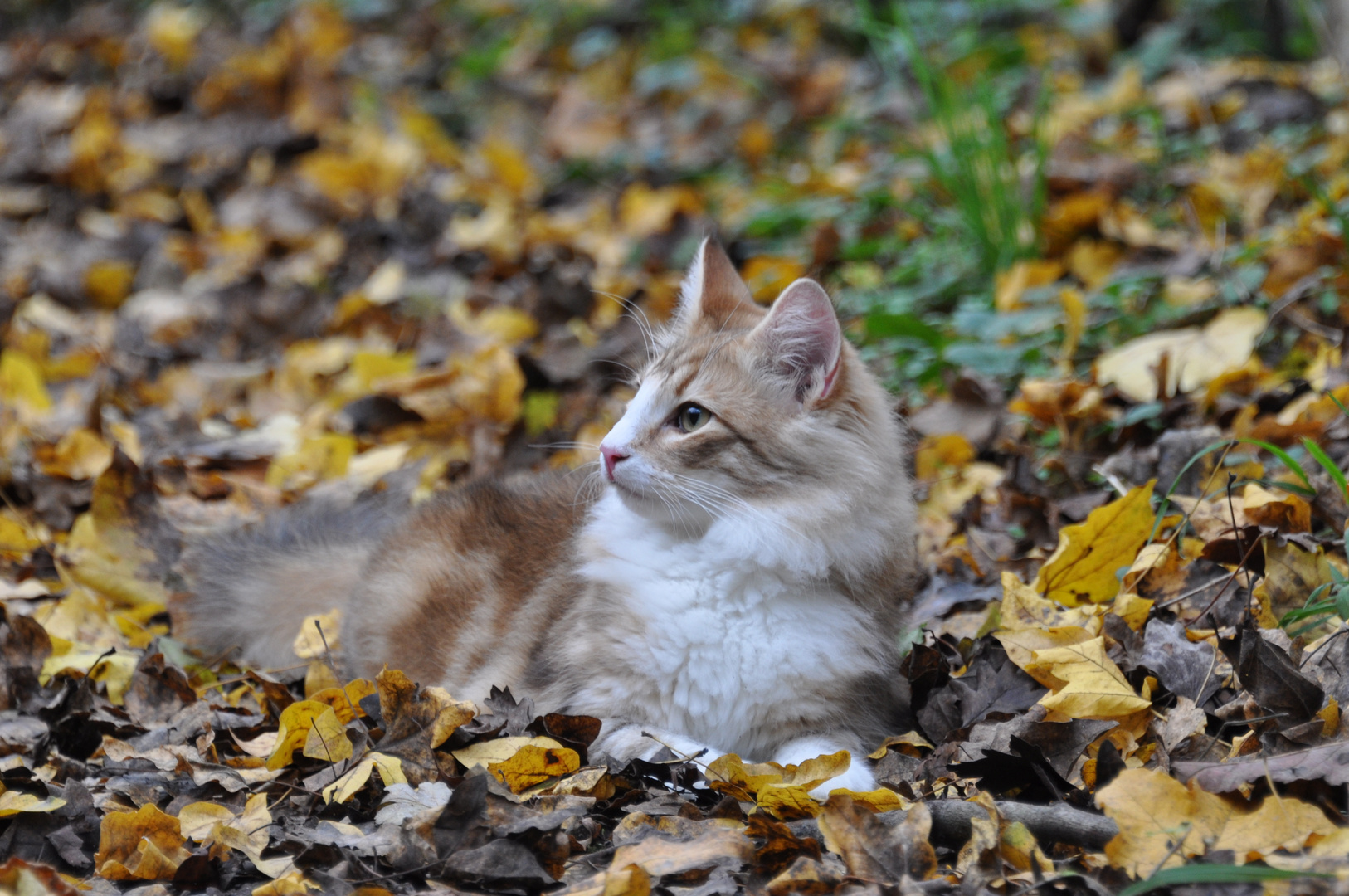 Der Herbst gehört mir