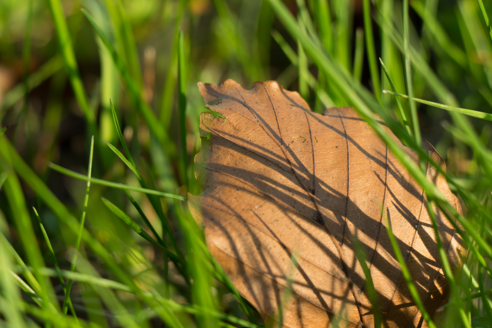 Der Herbst geht