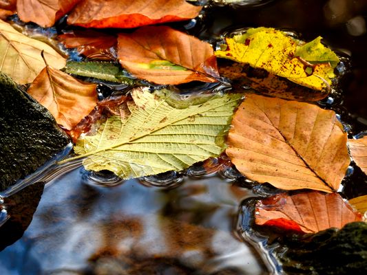 Der Herbst geht baden