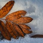 Der Herbst geht