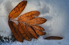 Der Herbst geht