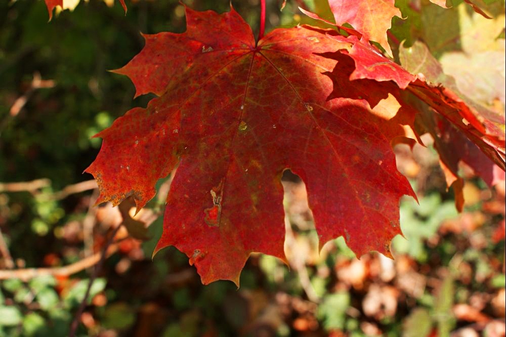 der herbst geht dem ende zu, und der winter hat sich schon angemeldet.