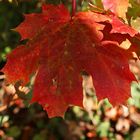 der herbst geht dem ende zu, und der winter hat sich schon angemeldet.