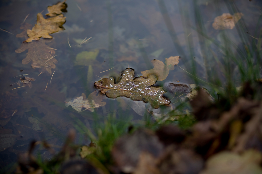 Der Herbst geht...