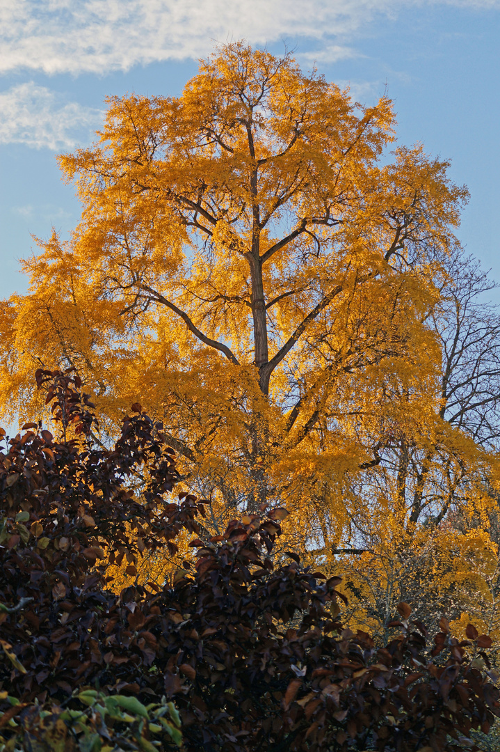 Der Herbst geht, langsam aber schön