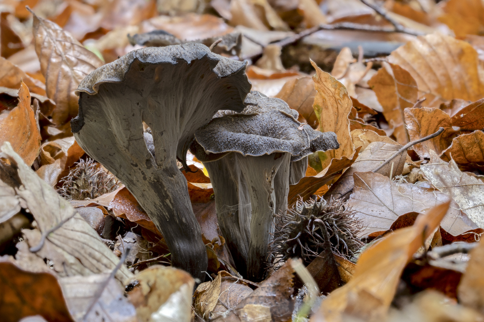 Der Herbst geht mit Trompeten.