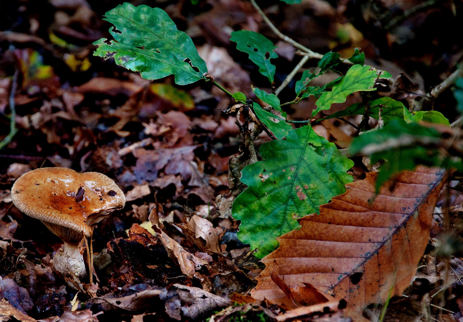 ...der Herbst geht zu Ende...