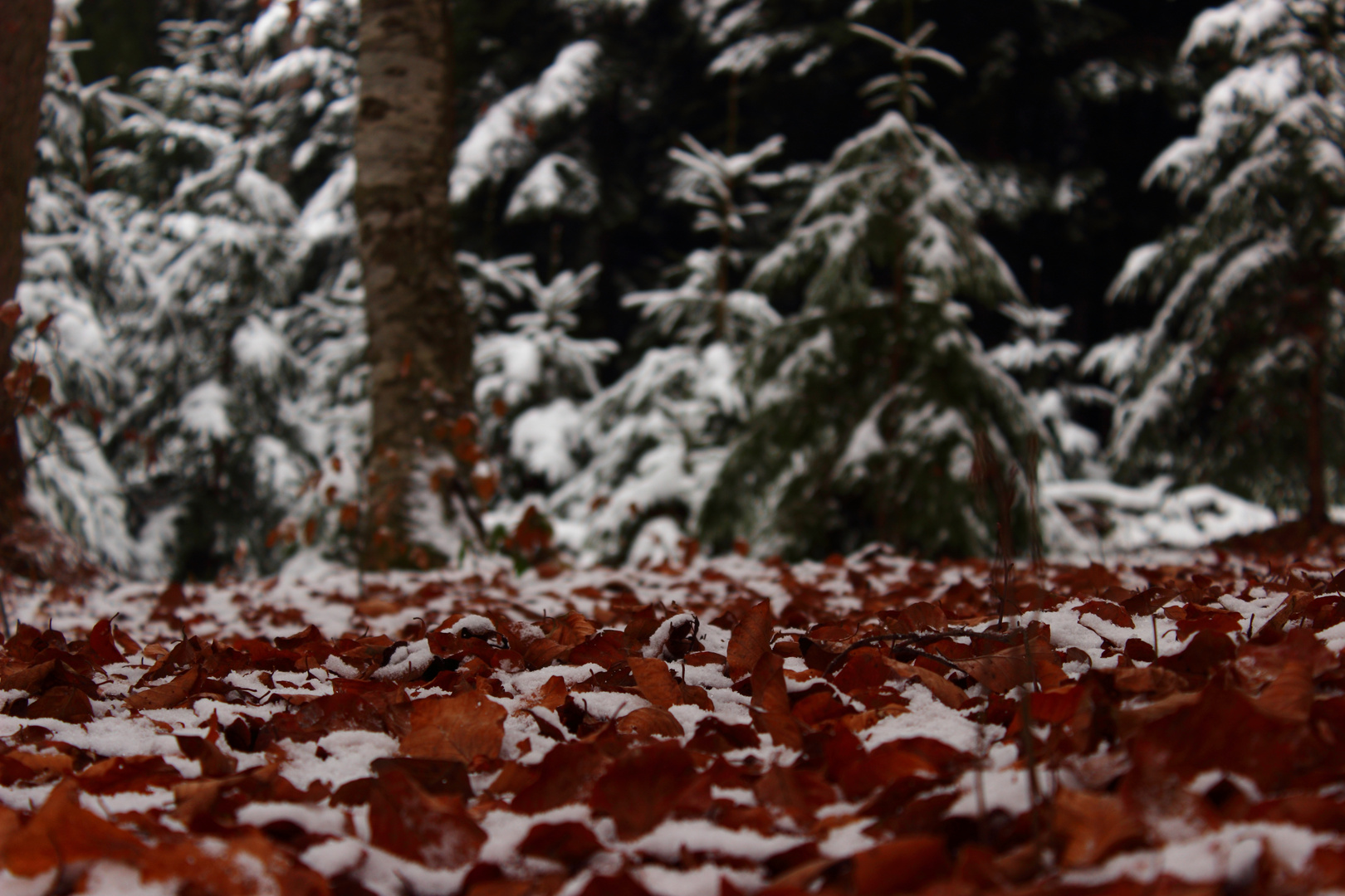 Der Herbst geht zur Neige