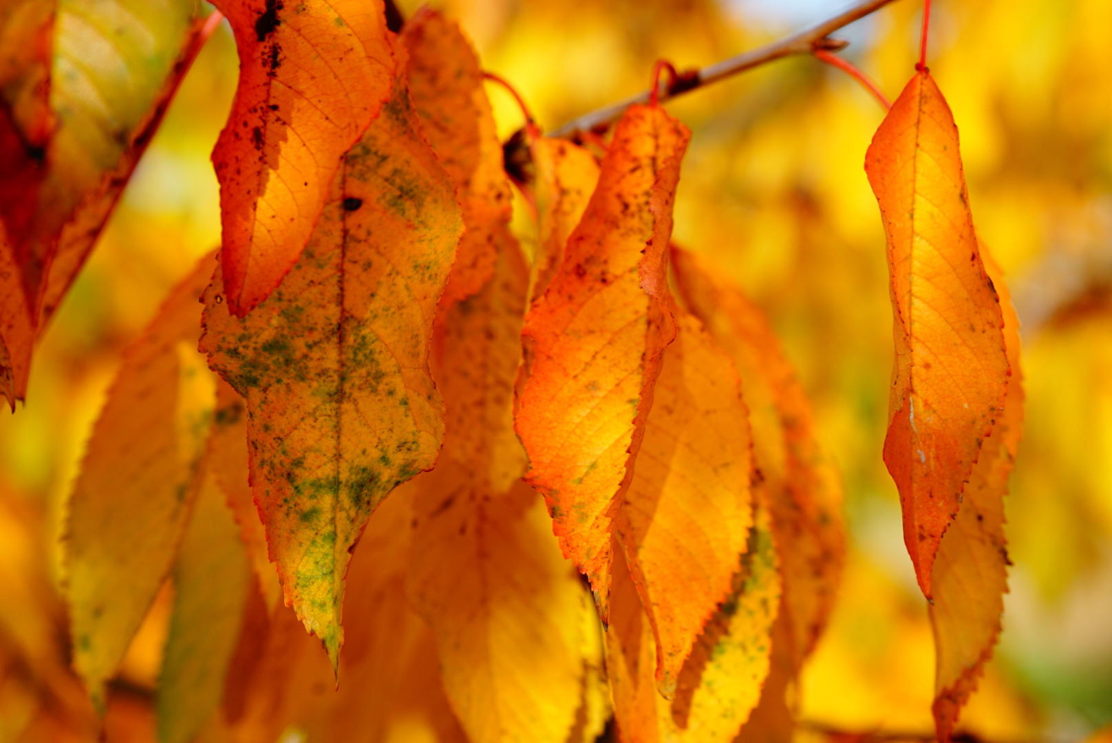 der Herbst gibt nochmal alles