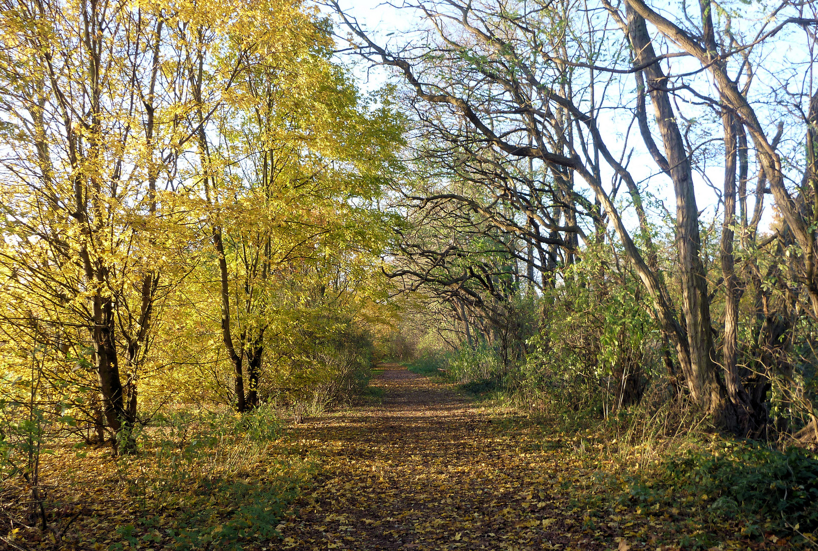 Der Herbst grüßt....