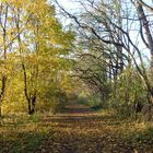 Der Herbst grüßt....