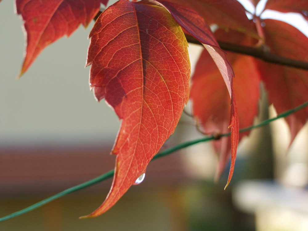 der Herbst grüßt