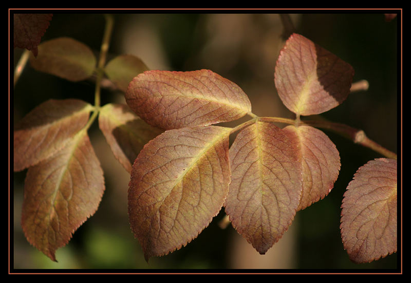 Der Herbst grüßt