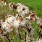 der Herbst grüßt schon jetzt mächtig