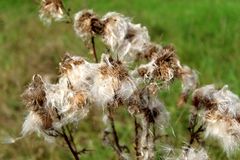 der Herbst grüßt schon jetzt mächtig