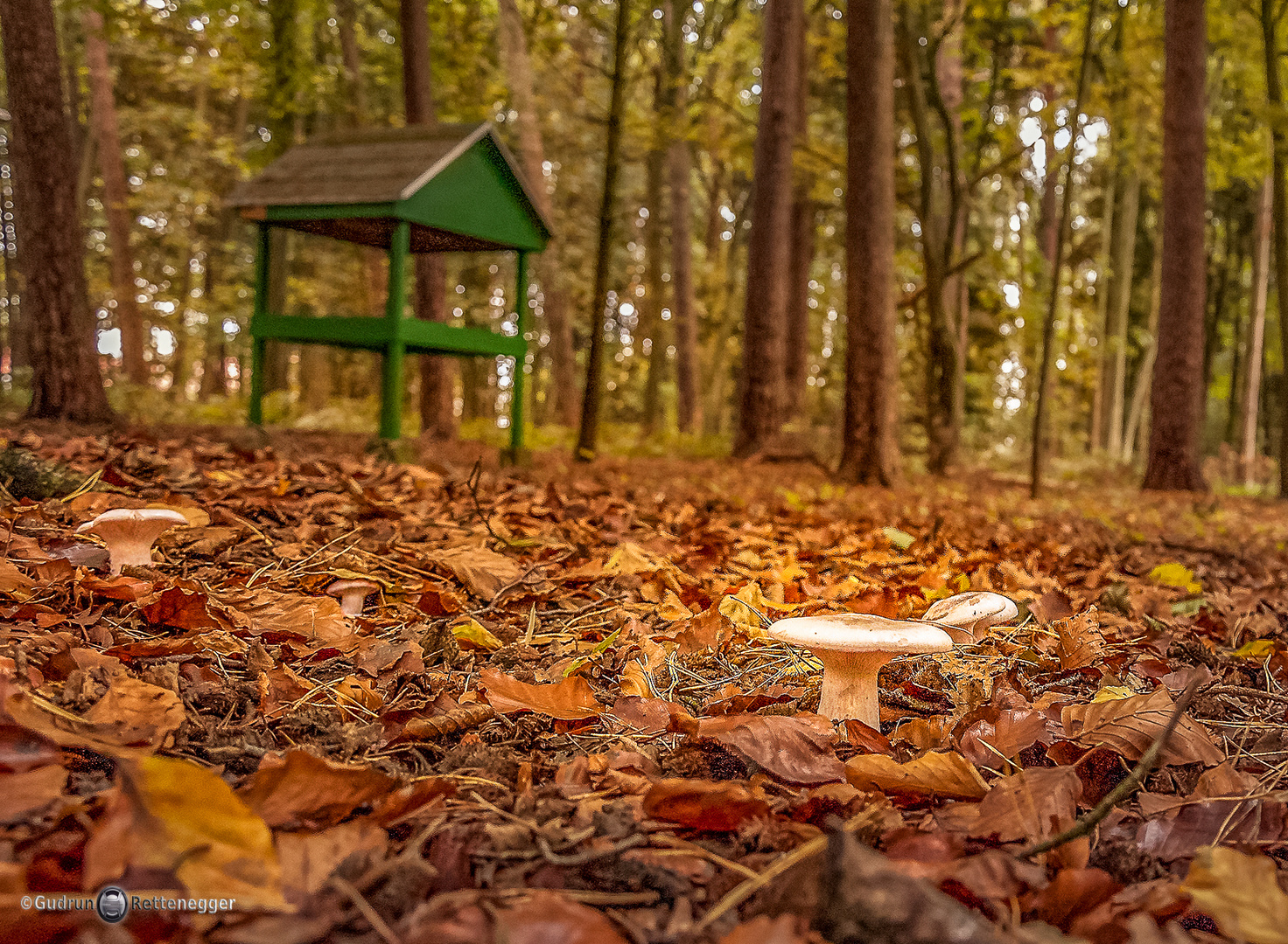 Der Herbst hält Einzug