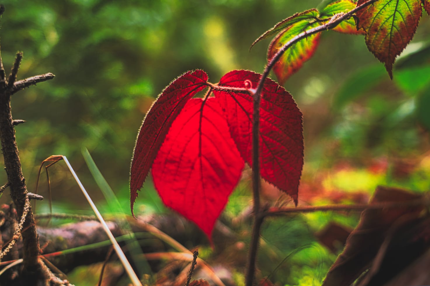 Der Herbst hält Einzug