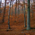 Der Herbst hält Einzug...